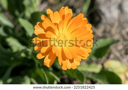 The beautiful orange marigold flower
