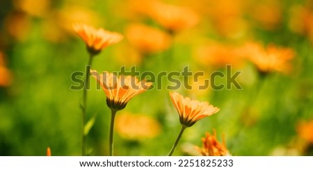 Beautiful Summer Flowers In Soft Sunlight Sunbeam Flare. Orange Flower Of Calendula Officinalis. Close-up View. Soft Yellow Orange Colors Of Flowers. Summer Time.