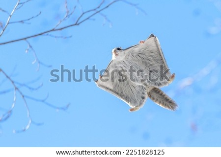 Image of a Flying Squirrels. Royalty-Free Stock Photo #2251828125