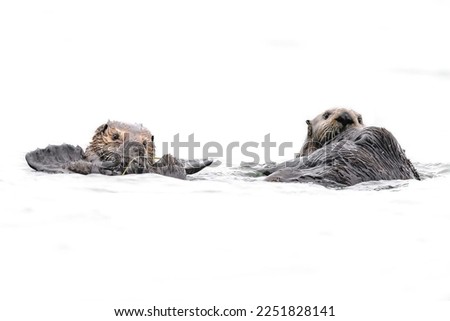 Sea otter (Enhydra lutris) swimming in water. Sea otter isolated in white