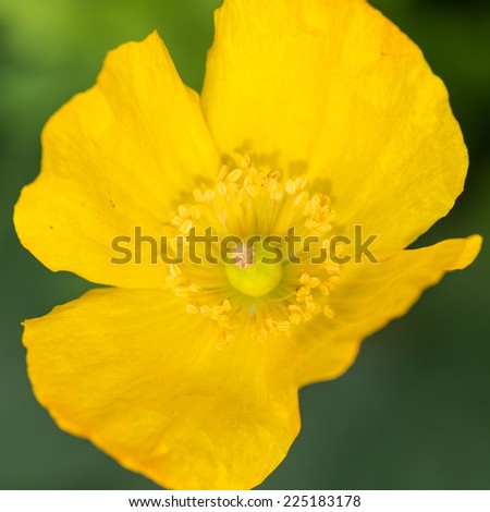 A macro shot of a yellow Welsh poppy.