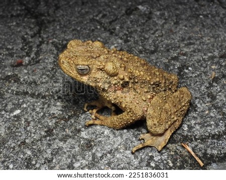 River Toad (Phrynoidis asper)

large toad ,Often found in the flowing water sources.

wildlife in thailand