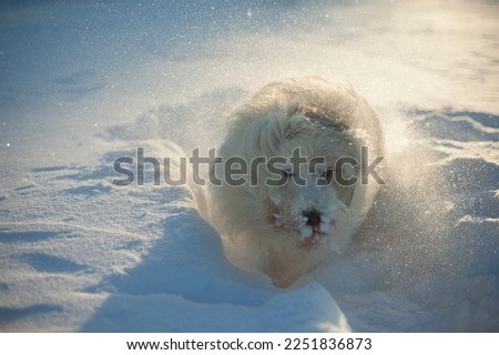 Dog in snow. Walking with pet. Dog with white hair in winter in park. Animal on sunny day.