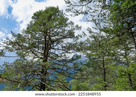 trees and sky, photo as a background, digital image