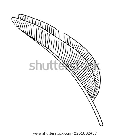 Tropical jungle palm vector leaf. Botanical hand drawn ink illustration in line art style. Isolated sketch on white.