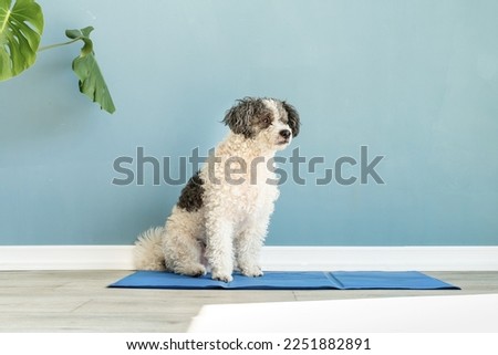 Pet care. Cute mixed breed dog sitting on cool mat in hot day looking up, blue wall background, summer heat