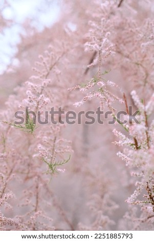 Pink flowers of Tamarix parviflora. Bright gentle delicate natural spring background. Empty place. Template for business. Airy modern soft botanical background. Gardening, floristry as a hobby.