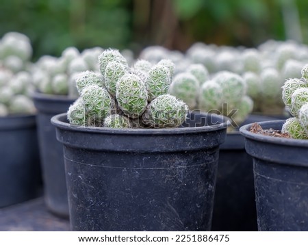 Mammillaria vetula is a species of cactus in the subfamily Cactoideae