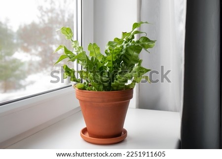 Houseplant The Bird's Nest Fern or Asplenium nidus the newer cultivar called Crispy Wave on home window sill indoors in daylight. Royalty-Free Stock Photo #2251911605