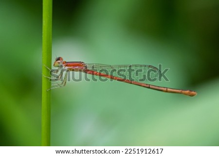 Needle dragonflies are insects that belong to the order Odonata, suborder Zygoptera