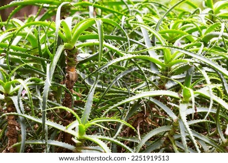 Aloe Ciliaris plants in the garden