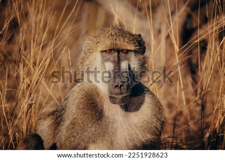 Portrait of a chacma baboon (Papio ursinus) sitting in the the gras at the riverside of Kwando River, Caprivi, Namibia