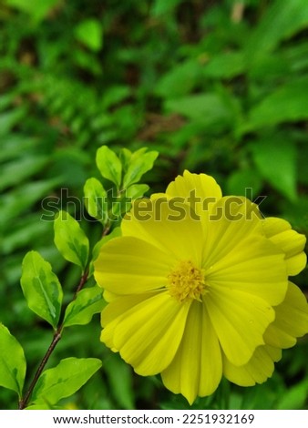 yellow flowers with dense yellow pollen