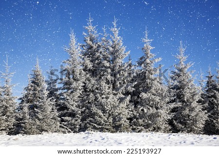 Christmas background with snowy fir trees 