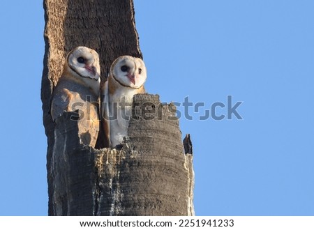 Two Barn Owl (Tyto alba) rest in nest on high tree, bird in Thailand