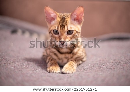 Portrait of bengal kitten . Indoors photo,lovely pet