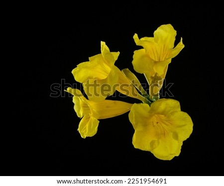 Very beautiful yellow flowers look clear.