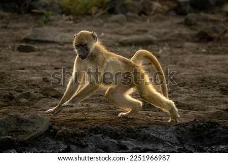 Chacma baboon runs past mud lifting paws