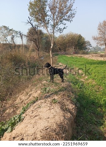 This picture is about a black dog. In this picture a black dog is standing and searching . 