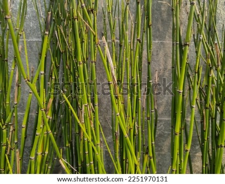 background a bunch of small green bamboo near the wall Royalty-Free Stock Photo #2251970131