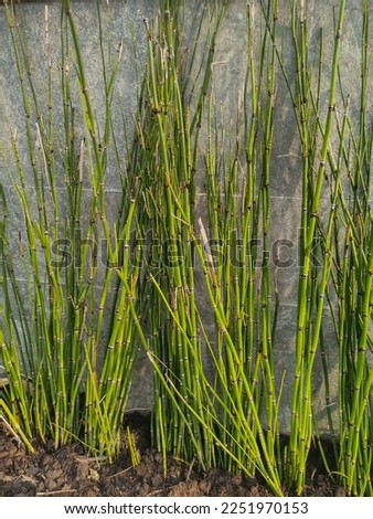 background a bunch of small green bamboo near the wall Royalty-Free Stock Photo #2251970153