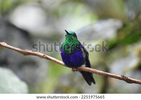 Blue-crowned woodnymph male - Thalurania colombica