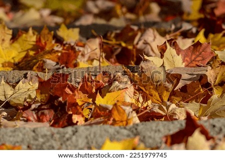 Close up of Maple and Oak tree leaves on a warm sunny Fall day.