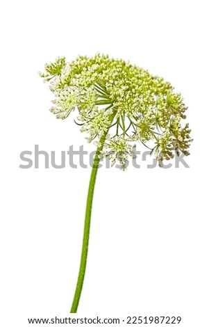 macro closeup of a beautiful yellow green edible flower cluster bunch umbel parasol umbrella of wild carrot Daucus carota flowering plant bird's nest, bishop's and Queen Anne's lace isolated on white Royalty-Free Stock Photo #2251987229