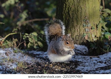 A stunning grey squirrel eating nuts in the forest after a heavy downfall of snow. This photograph was taken at Longton Nature Reserve in Preston, United Kingdom.