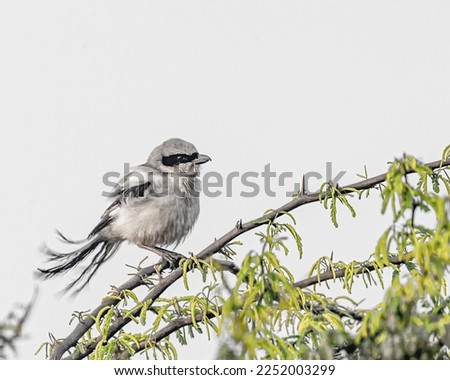 A Grey Shrike on a windy day