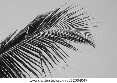 Coconut palm leave in black and white colour