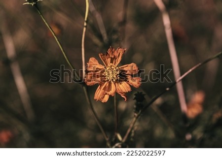 a dying yellow cosmos flower