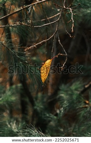 Late autumn, the last leaf
