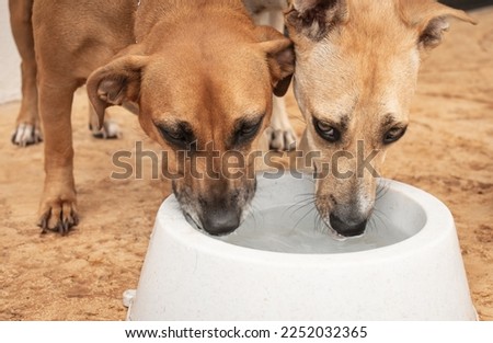 two thirsty dogs share water from a bowl
