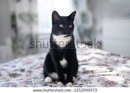 Tuxedo indoor cat sitting on the bed in the bedroom and looking aside. Black fur, white tie, whiskers and paws and green eyes. Royalty-Free Stock Photo #2252040973