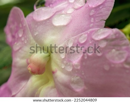 Macro photography of rain drops on a poor mans rhododendron flower, captured in a garden near the colonial town of Villa de Leyva in central Colombia.