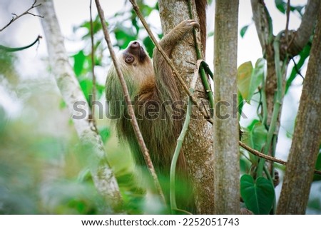 Sloth climbing a tree in Costa Rica