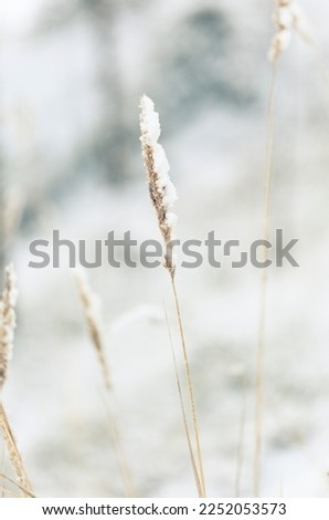 Beautiful abstract winter macro photography - plants in below zero temperature. Frozen nature. Snowfrost photo background.