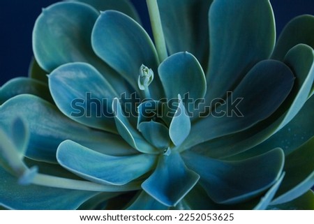 Succulent macro photo. Deep green natural plant. Ideal trendy backdrop with green leaves. Closeup with shallow depth of field of potted plant. Royalty-Free Stock Photo #2252053625