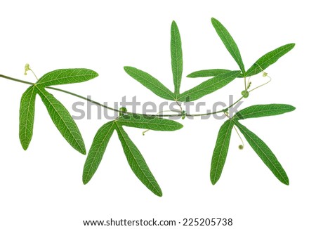 closeup of beautiful green passionflower branch with tendrils is isolated on white background