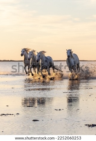Saintes-Maries-de-la-Mer, Bouches-du-Rhône, Provence-Alpes-Cote d'Azur, France. Camargue horses running through water at sunrise. Royalty-Free Stock Photo #2252060253