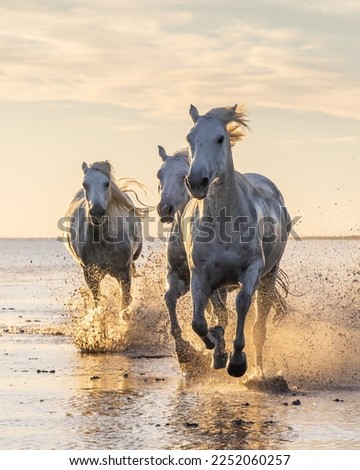 Saintes-Maries-de-la-Mer, Bouches-du-Rhône, Provence-Alpes-Cote d'Azur, France. Camargue horses running through water at sunrise. Royalty-Free Stock Photo #2252060257
