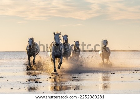 Saintes-Maries-de-la-Mer, Bouches-du-Rhône, Provence-Alpes-Cote d'Azur, France. Camargue horses running through water at sunrise. Royalty-Free Stock Photo #2252060281