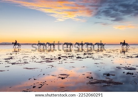 Saintes-Maries-de-la-Mer, Bouches-du-Rhône, Provence-Alpes-Cote d'Azur, France. July 6, 2022. Horses being led through the marshes of the Camargue before sunrise. Royalty-Free Stock Photo #2252060291