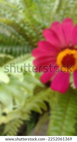 Blurry image one beautiful pink and yellow sunlit flower
