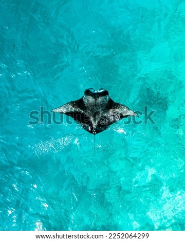 Manta ray season in maldives