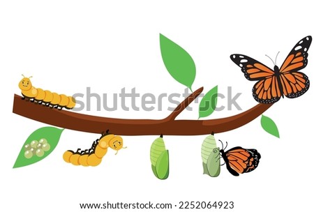Butterfly life cycle. Cartoon caterpillar insects metamorphosis, eggs, larva, pupa, imago stages vector illustration. Insects wildlife transformation.