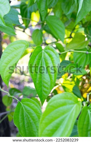 Green leaves of betel plant in the garden