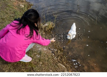 a kid feeds duck in city garden Royalty-Free Stock Photo #2252087823