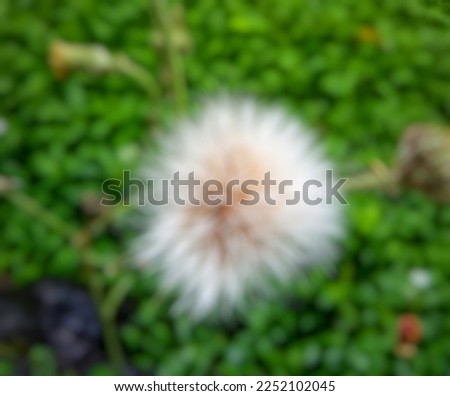 defocused fluffy dandelion flower abstract background